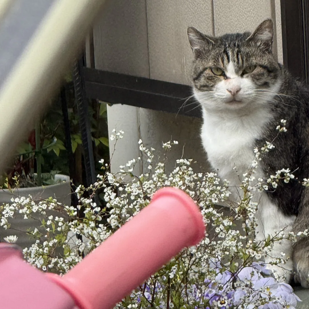 住宅の壁ぎわ、鉢植えと植え込みの陰にいる猫